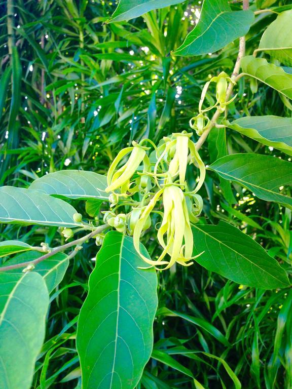 Hotel Ylang Ylang Saint-Gilles-les Bains Luaran gambar